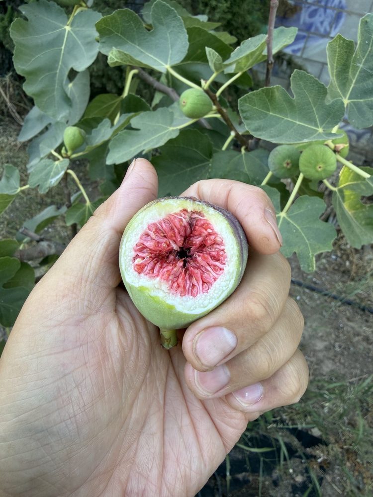 刚摘下的无花果